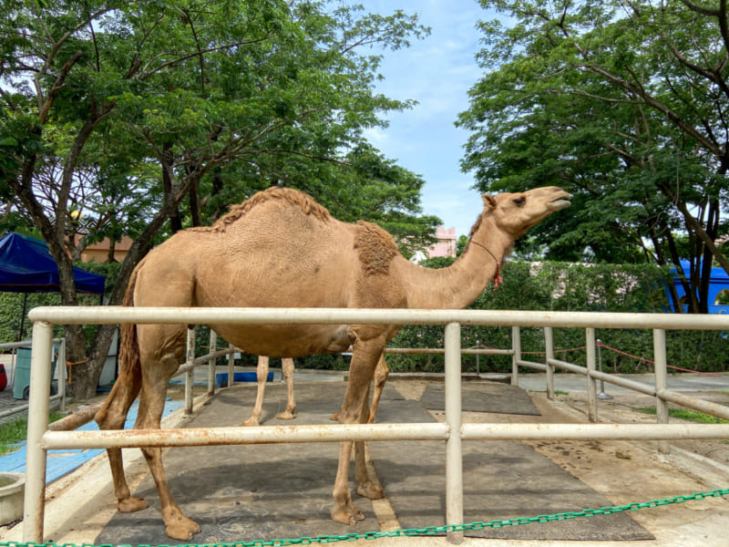 ラクダ 18金／ camel-
